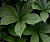 Роджерсия кленолистная (Rodgersia acerifolia)