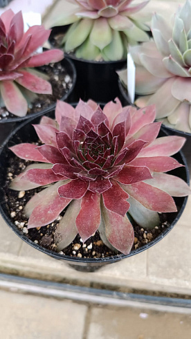 Sempervivum