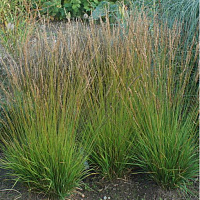 Молиния голубая 'Хейдцверг' (Molinia caerulea 'Heidezwerg')