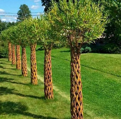 Ива плетенная 'Американка' (Salix 'Americana'')
