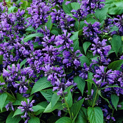 Котовник 'Блю Драгон' (Nepeta 'Blue Dragon')