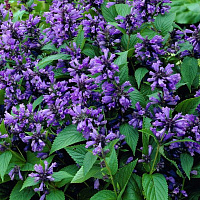 Котовник 'Блю Драгон' (Nepeta 'Blue Dragon')