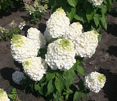 Гортензия метельчатая 'Меджикал Монблан' (Hydrangea paniculata 'Magical Mont Blanc')