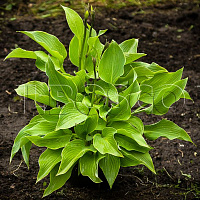 Хоста 'Регал Сплендор' (Hosta 'Regal Splendor')