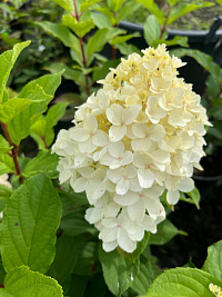 Гортензия метельчатая 'Шугар Раш' (Hydrangea paniculata 'Sugar Rush')