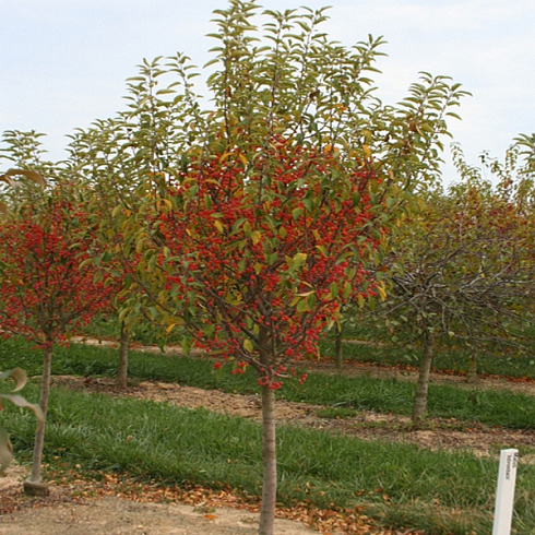 yablonya-dekorativnaya-adirondak-malus-adirondack-plody