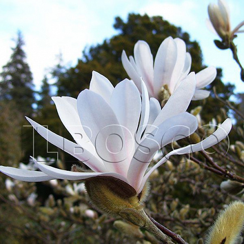 magnoliya-zvezdchataya-magnolia-stellata-cvetok.jpg
