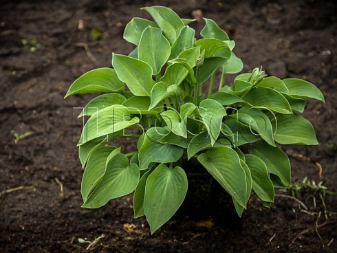 hosta-blyu-kadet-hosta-blue-cadet-kust.jpg