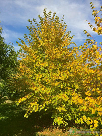 Липа мелколистная 'Винтер Оранж' (Tilia cordata 'Winter Orange')