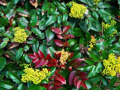 magoniya-padubolistnaya-mahonia-aquifolium-plody-bezopasny-dlya-cheloveka-i-zhivotnyh