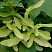 klen-ostrolistnyj-acer-platanoides-plod-kryladka