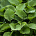 hosta-munlajt-sonata-hosta-moonlight-sonata-listya.jpg