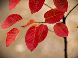 Ирга канадская (Amelanchier canadensis)