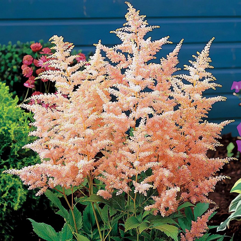 Астильба японская ‘Peach Blossom’ (Astilbe japonica ‘Peach Blossom’)