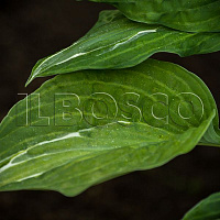 Хоста 'Стриптиз' (Hosta 'Striptease')