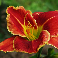 Лилейник 'Файе энд Фог' (Hemerocallis 'Fire and Fog')