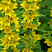 Вербейник точечный (Lysimachia punctata)