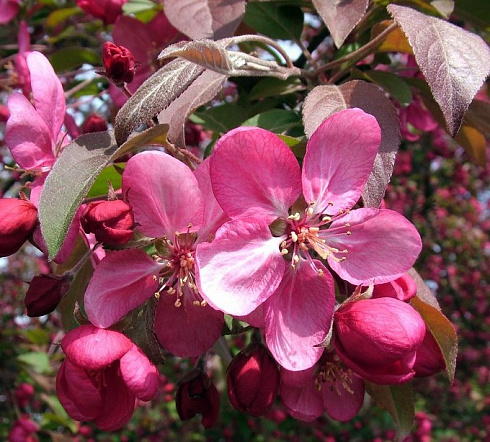 Яблоня декоративная 'Coccinella' (Malus 'Coccinella')