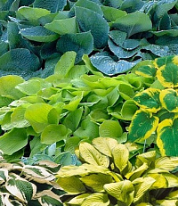 Хоста в сортах (Hosta в сортах)