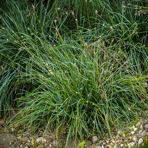 sesleriya-golubaya-sesleria-caerulea-rastenie.jpg