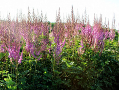 Астильба китайская 'Пурпуркерце' (Astilbe chinensis 'Purpurkerze')