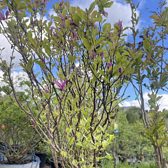 Магнолия 'Галакси' (Magnolia 'Galaxy')
