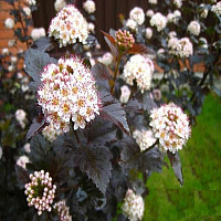 Пузыреплодник калинолистный 'Ред Барон' (Physocarpus opulifolium 'Red Baront')