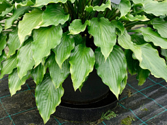 Хоста 'Гет Неккид' (Hosta 'Get Nekkid')