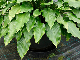 Хоста 'Гет Неккид' (Hosta 'Get Nekkid')