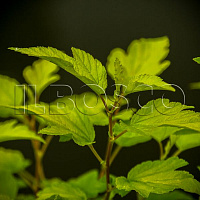 Пузыреплодник калинолистный 'Дартс Голд' (Physocarpus opulifolium 'Darts Gold')