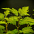Пузыреплодник калинолистный 'Дартс Голд' (Physocarpus opulifolium 'Darts Gold')