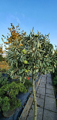 Груша иволистная 'Пендула' (Pyrus salicifolia 'Pendula')