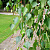 Береза повислая 'Юнги' (Betula pendula 'Youngii')