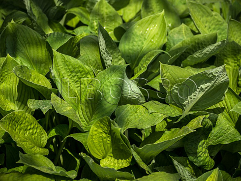 hosta-forchuna-hyacinthia-hosta-fortune-hyacinthia-listya.jpg