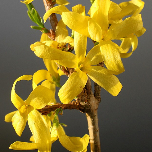 forziciya-promezhutochnaya-forsythia-intermedia-cvety.jpg