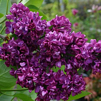 Сирень обыкновенная 'Чарльз Джоли' (Syringa vulgaris 'Charles Joly')