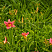 lilejnik-pink-damask-hemerocallis-pink-damask-cvetonos.jpg