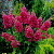 Гортензия метельчатая 'Вимс Ред' (Hydrangea paniculata 'Wims Red')
