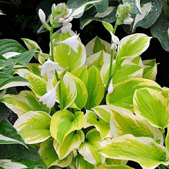 Хоста 'Спринг Морнинг' (Hosta 'Spring Morning')