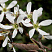 irga-lamarka-amelanchier-lamarkii-cvety.jpg