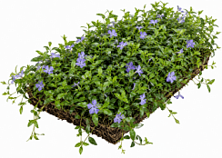 Рулонный многолетник Барвинок малый (Vinca minor)
