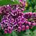 siren-obyknovennaya-sensaciya-syringa-vulgaris-sensation-dekorativnyj-kustarnik