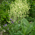 vasilistnik-malyj-adiantifolium-thalictrum-minus-adiantifolium-socvetie.jpg