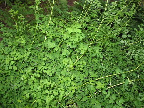 vasilistnik-malyj-adiantifolium-thalictrum-minus-adiantifolium-rastenie.jpg