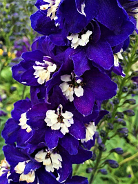 Дельфиниум высокий 'Король Артур' (Delphinium pacific 'King Arthur')