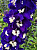 Дельфиниум высокий 'Король Артур' (Delphinium pacific 'King Arthur')