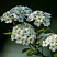 spireya-vangutta-spiraea-vanhouttei-vetv.jpg