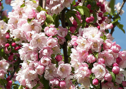 6dd69af97344a310fcc58d8ddd302018--malus-pink-garden
