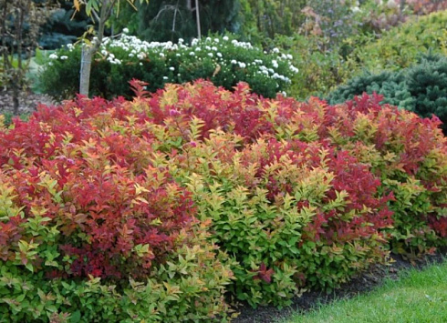 spireya-yaponskaya-makrofilla-spiraea-japonica-macrophylla-bystro-rastushchij-kust