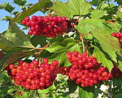 Калина обыкновенная 'Красная гроздь' (Vibrunum opulus 'Krasnaya grozd')
